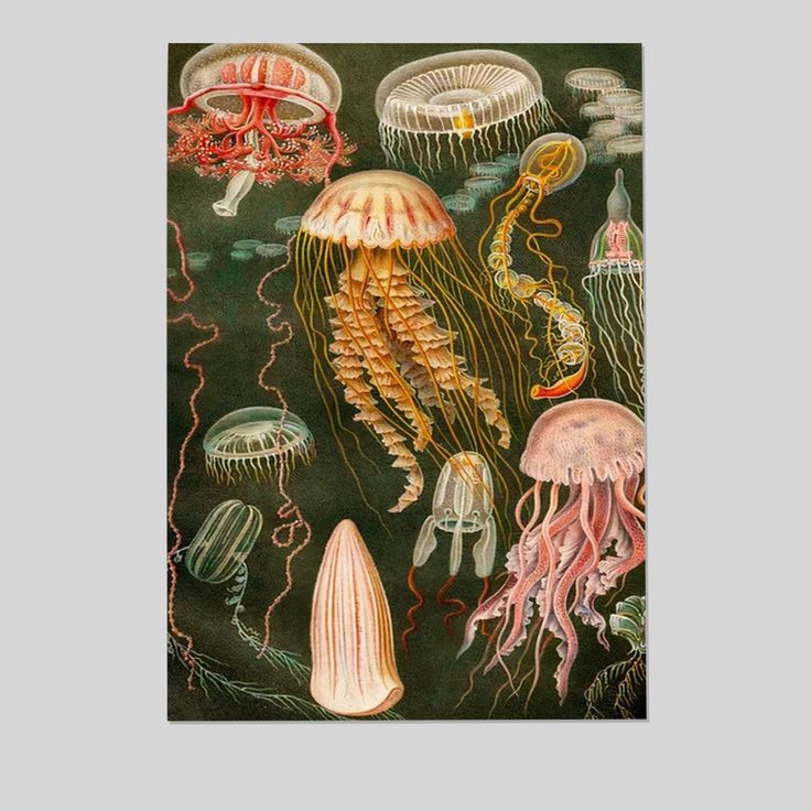 Vintage Jellyfish Poster, Ocean Art Poster Full Size 24''x36''