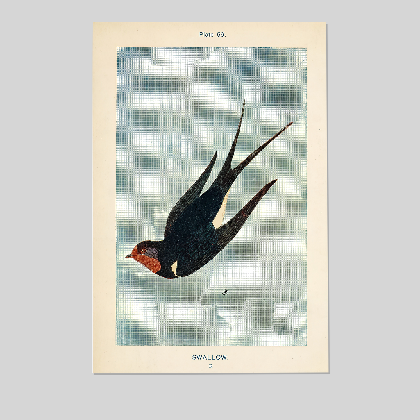Vintage Swallow Bird Poster, One Sheet Wall Size 24''x36''