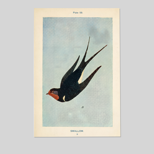 Vintage Swallow Bird Poster, One Sheet Wall Size 24''x36''
